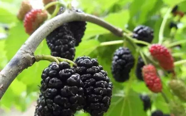 QQ截图20180420160416